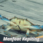 Manfaat Kepiting