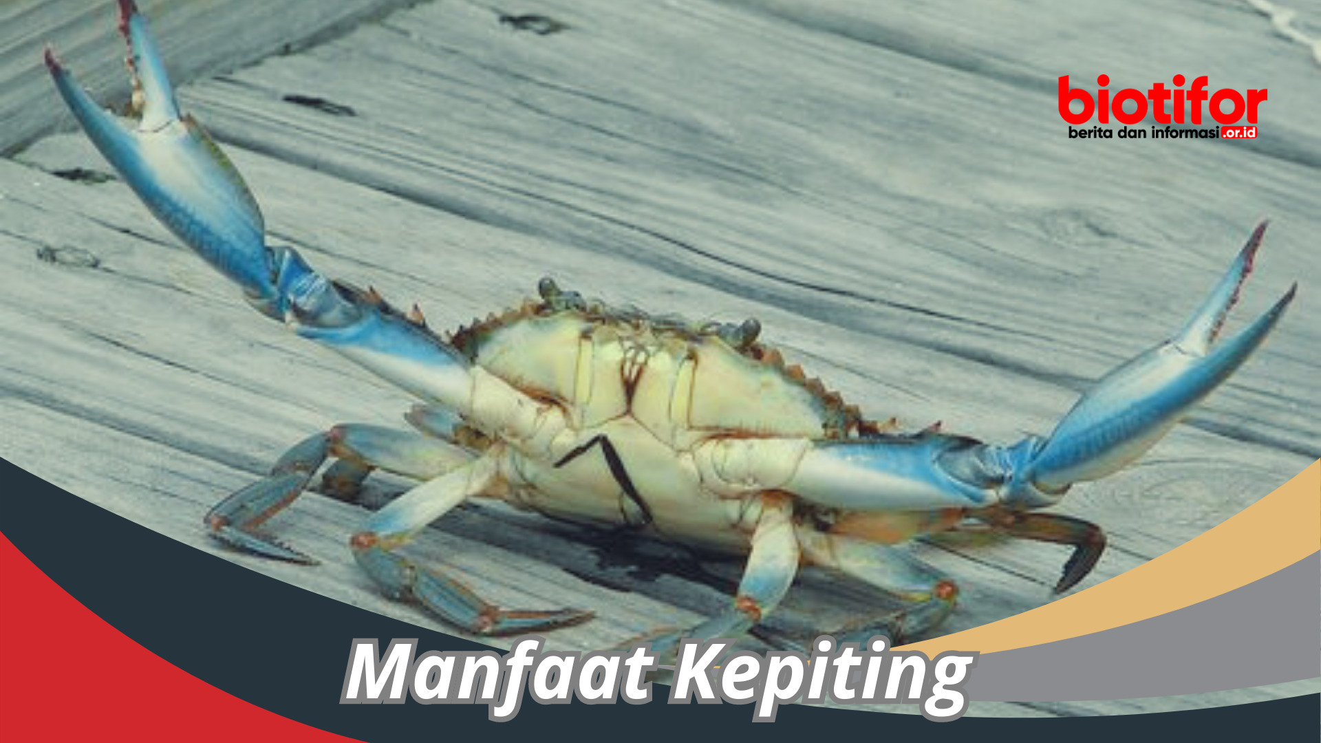 Manfaat Kepiting