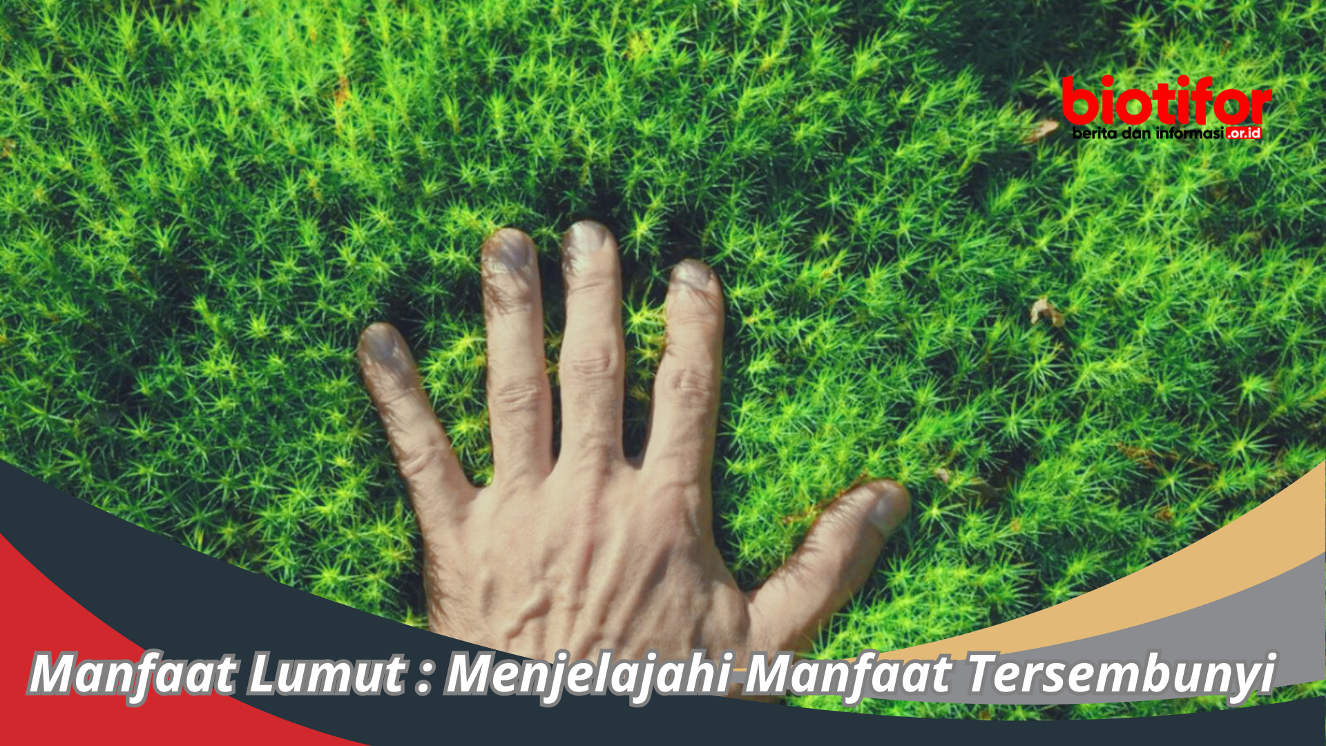 Manfaat Lumut : Menjelajahi Manfaat Tersembunyi