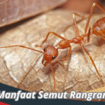 Manfaat Semut Rangrang