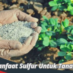 Sulfur Untuk Tanaman