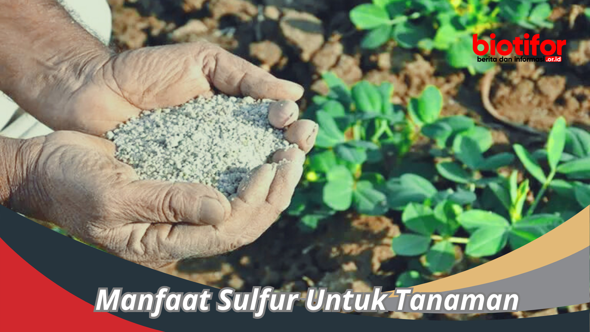 Manfaat Sulfur Untuk Tanaman : Memahami Pentingnya Nutrisi