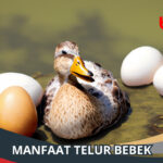 Manfaat Telur Bebek