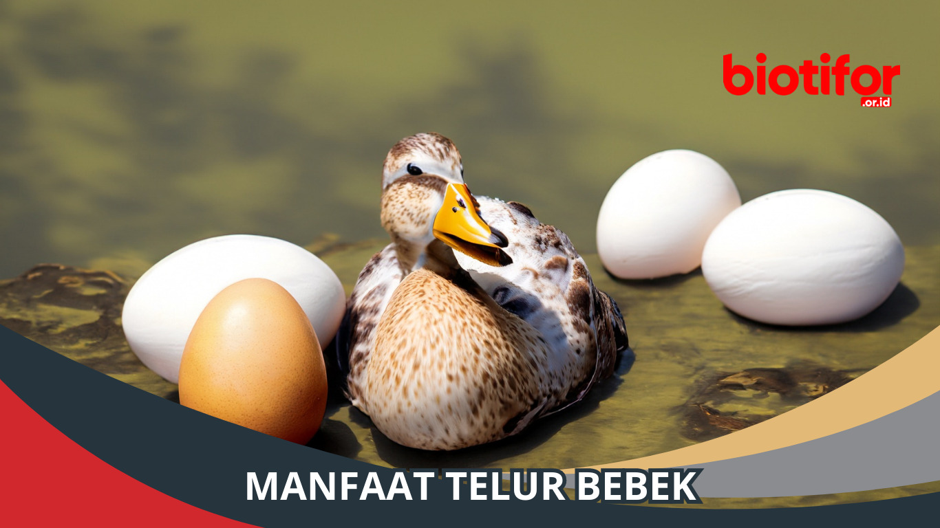 Manfaat Telur Bebek