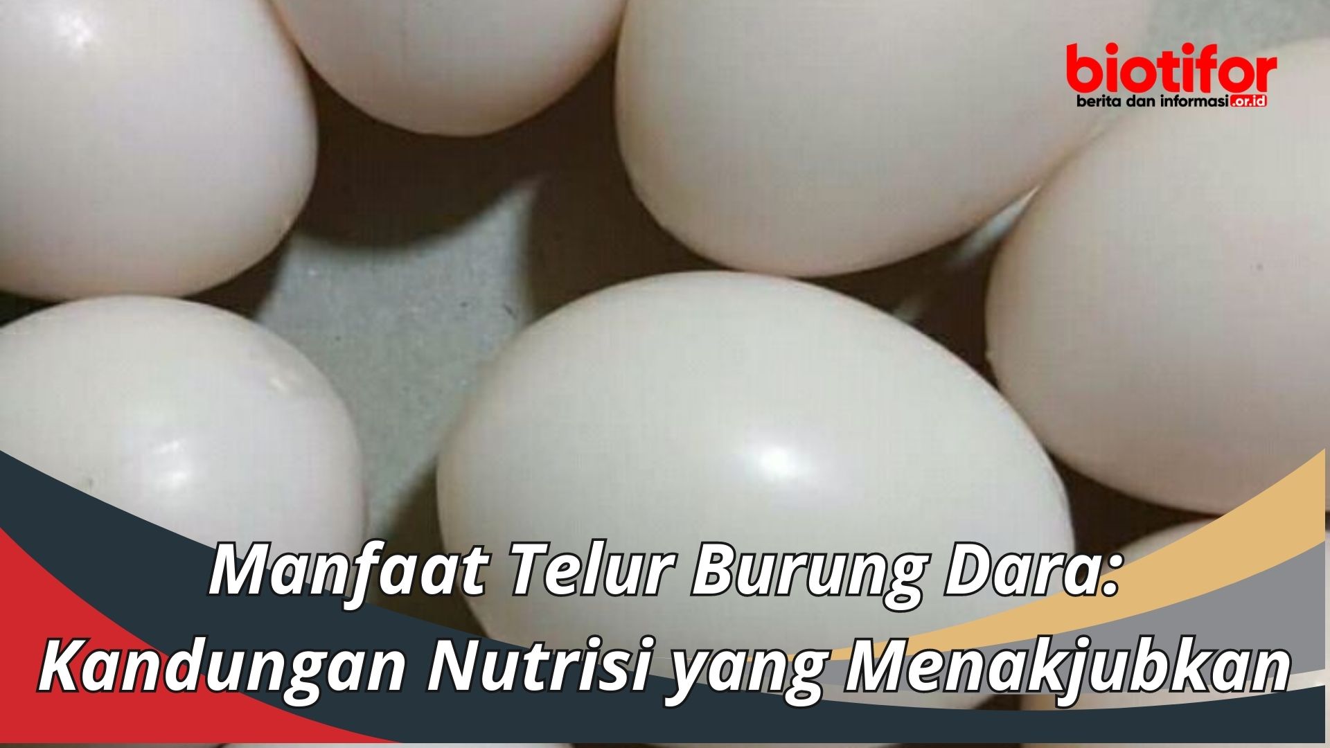 Manfaat Telur Burung Dara: Kandungan Nutrisi yang Menakjubkan