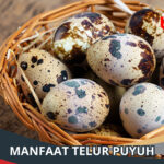 Manfaat Telur Puyuh