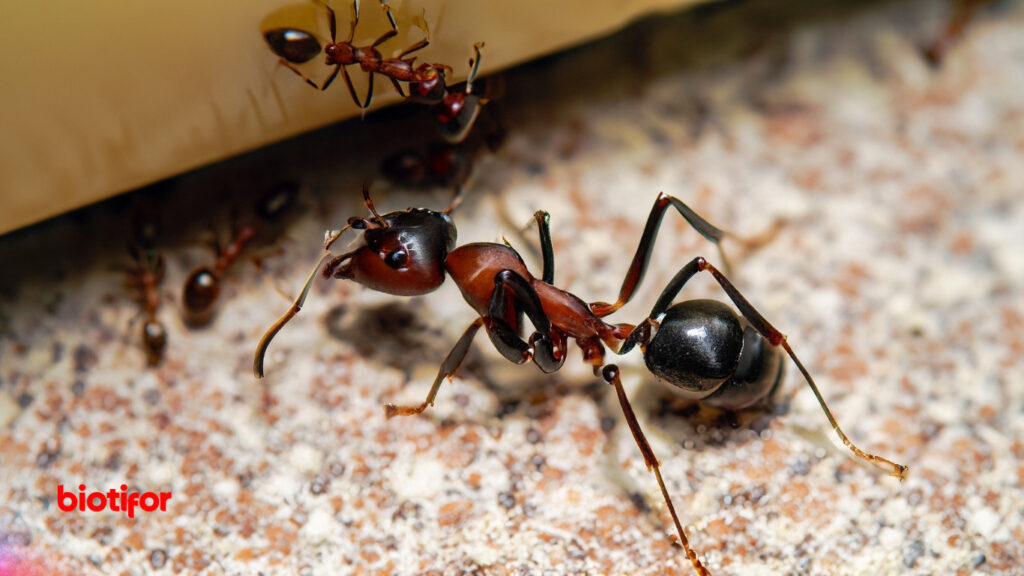 8 Cara Mengusir Semut di Rumah