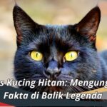 Mitos Kucing Hitam: Mengungkap Fakta di Balik Legenda