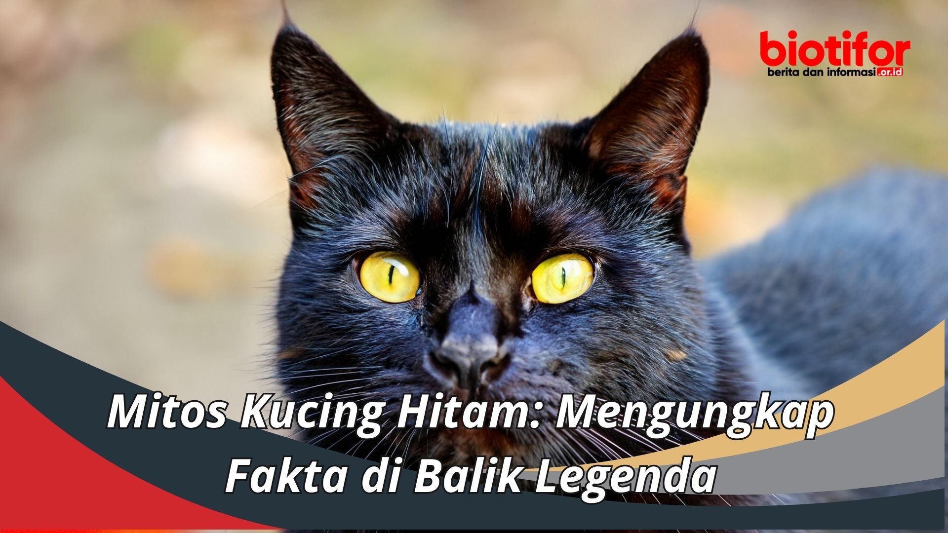 Mitos Kucing Hitam: Mengungkap Fakta di Balik Legenda