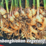 Perkembangbiakan Vegetatif Alami