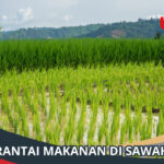 Rantai Makanan di Sawah