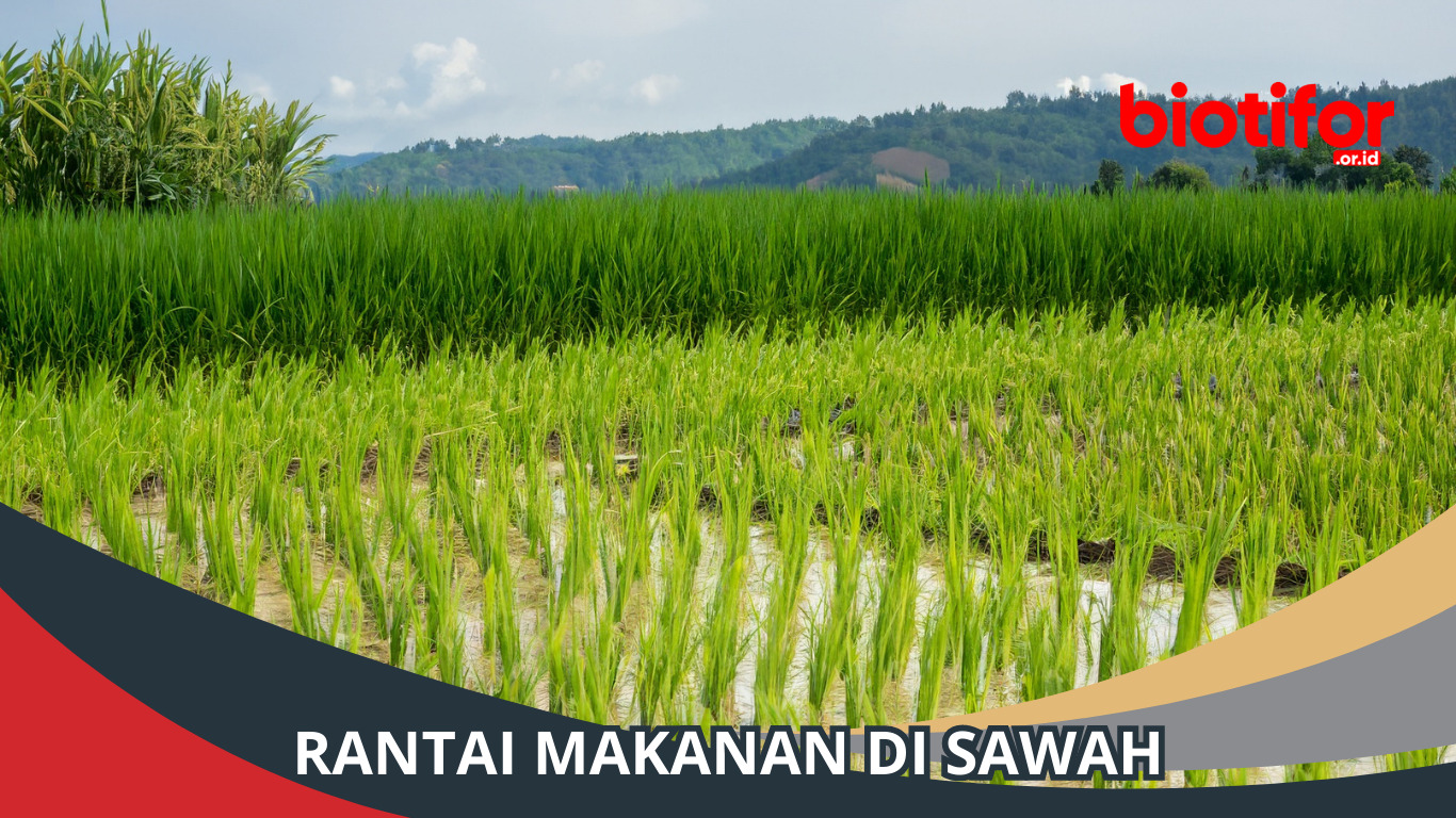 Rantai Makanan di Sawah