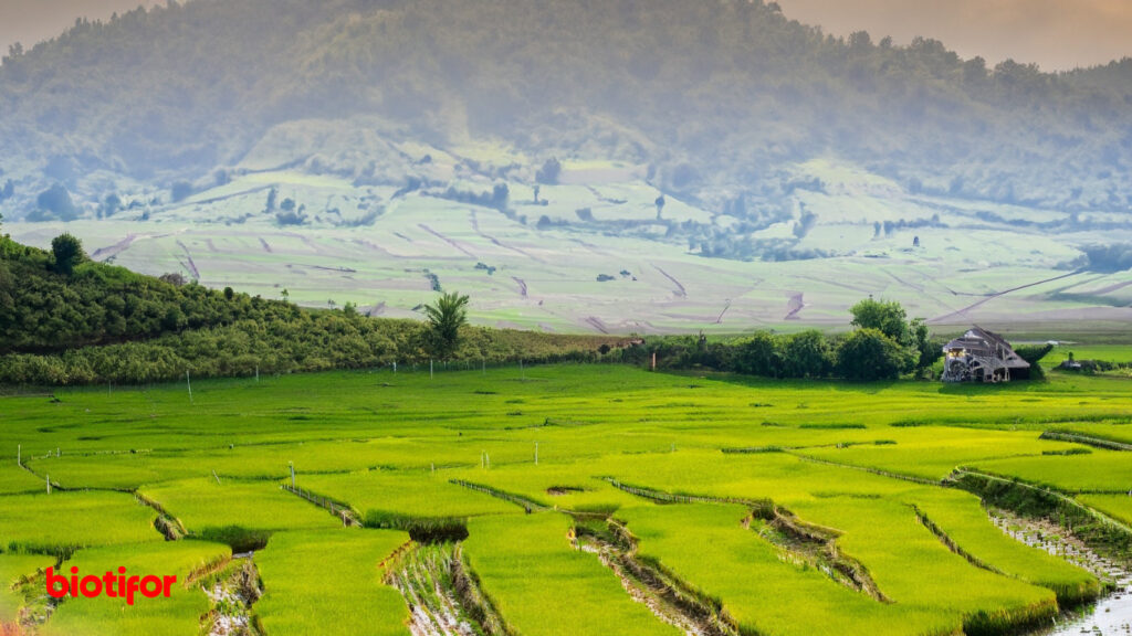 Mengenal Ekosistem Sawah