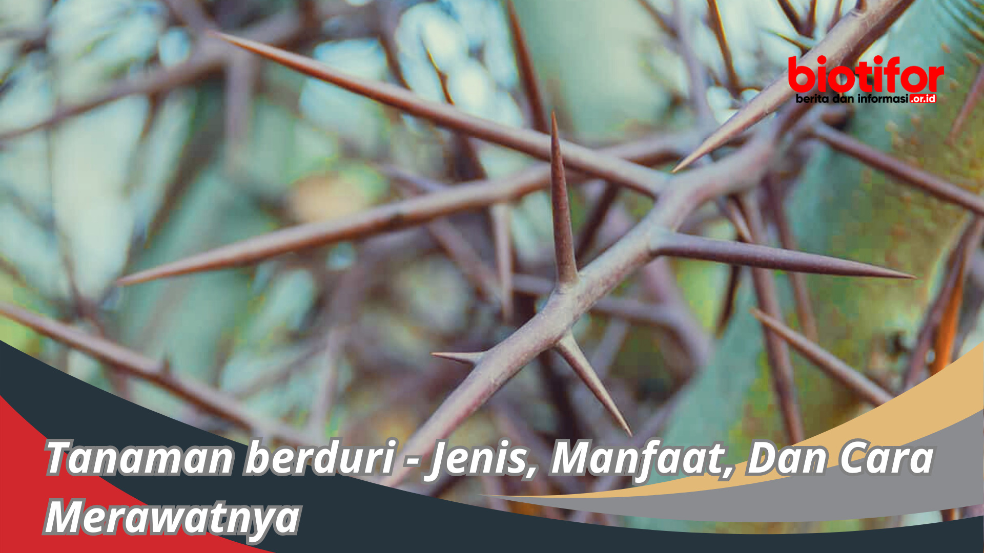 Tanaman berduri – Jenis, Manfaat, Dan Cara Merawatnya