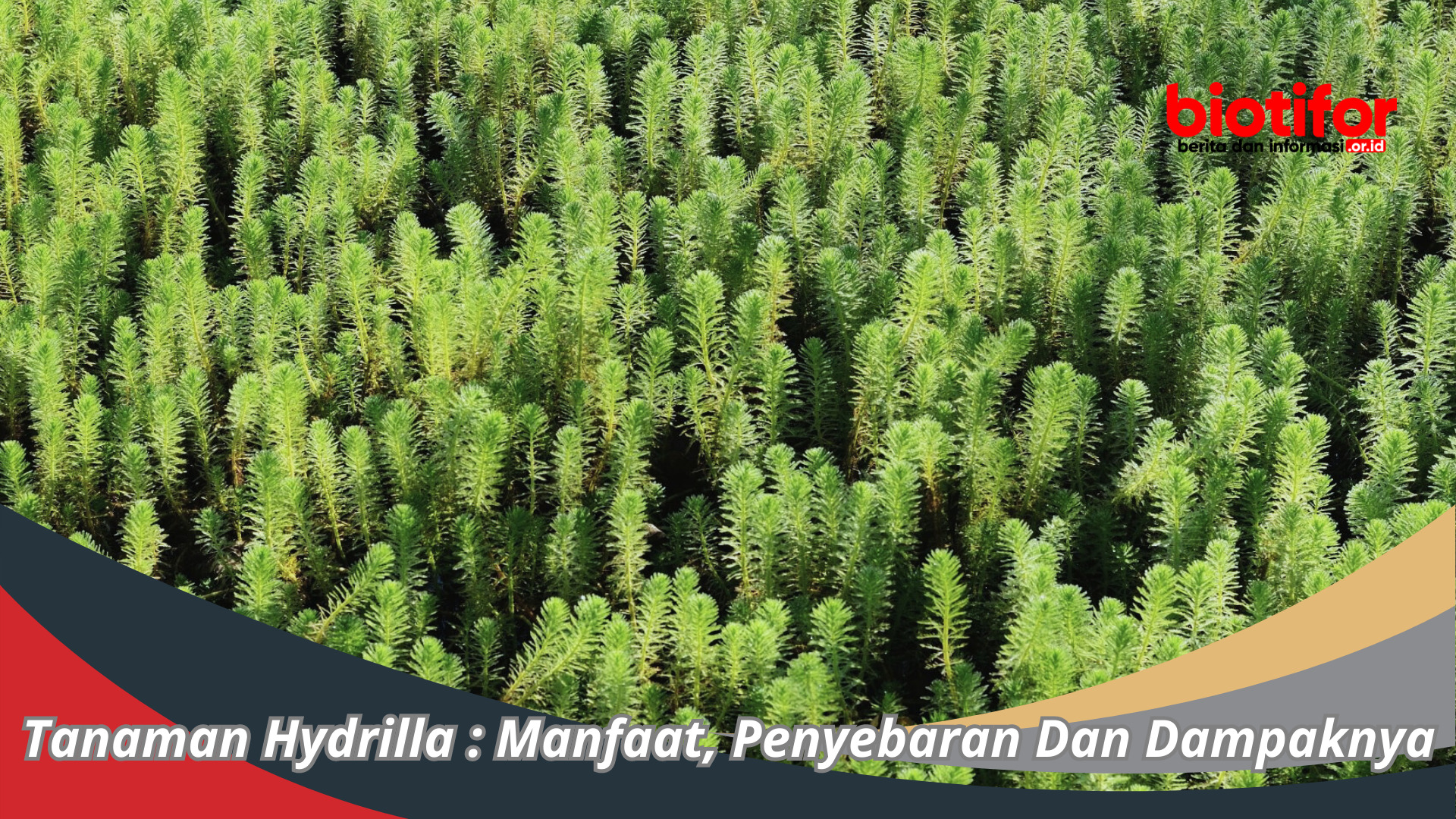 Tanaman Hydrilla