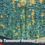 Tanaman Rambat Dinding