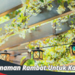 Tanaman Rambat Untuk Kanopi