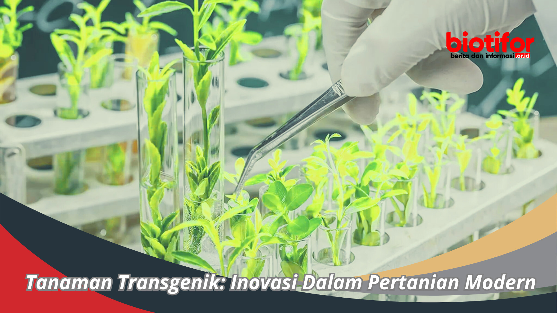 Tanaman Transgenik: Inovasi Dalam Pertanian Modern
