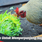 Tanaman Untuk Memperpanjang Nafas Ayam