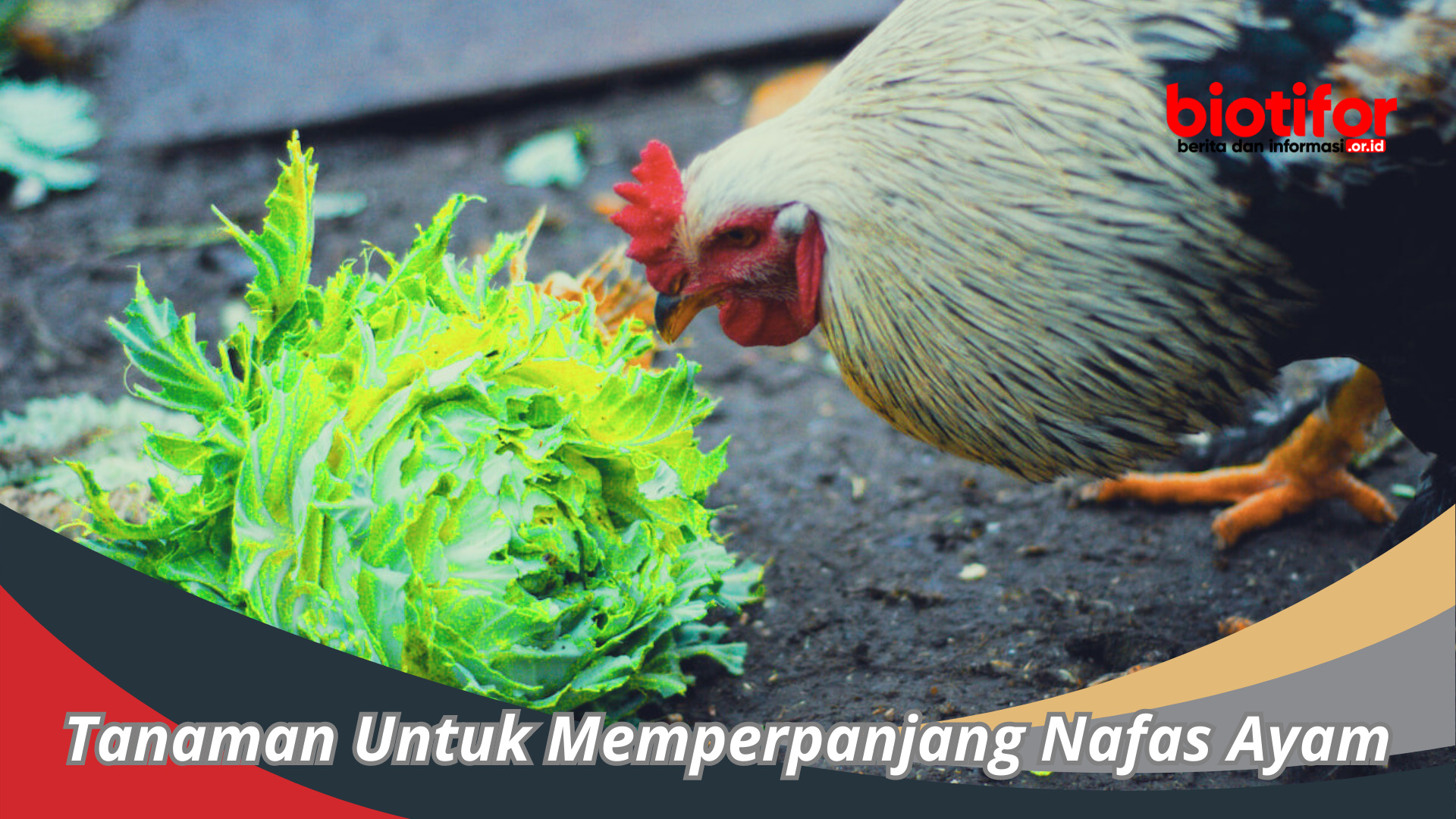 Tanaman Untuk Memperpanjang Nafas Ayam : Kesehatan Unggas