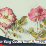 Tanaman Yang Cocok Untuk Herbarium Kering