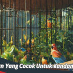 Tanaman Yang Cocok Untuk Kandang Aviary