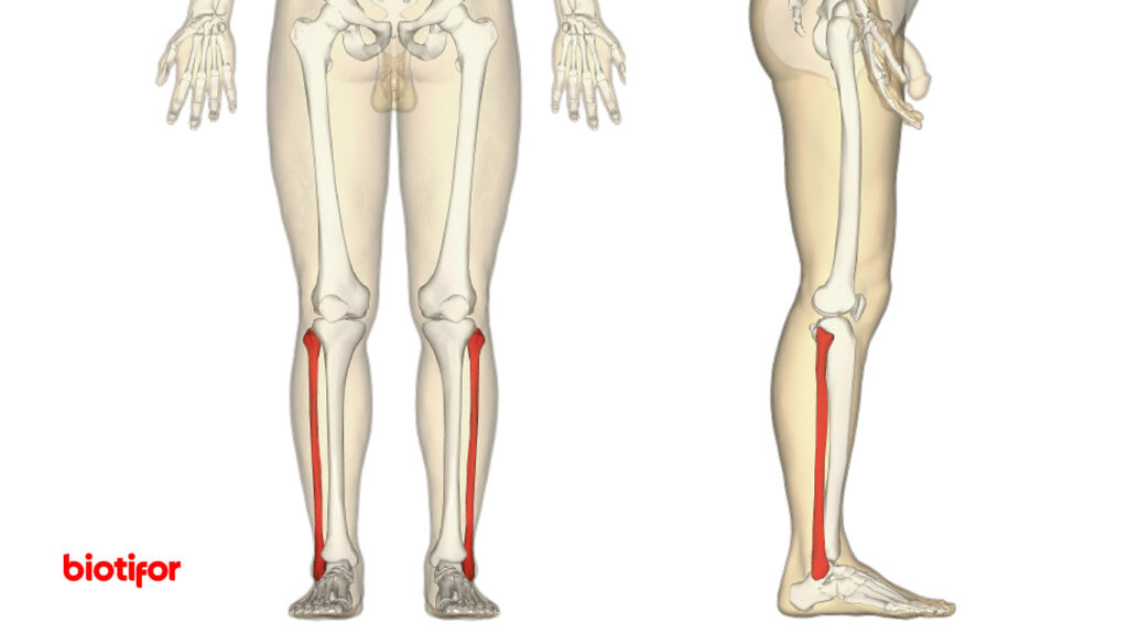 Fungsi Utama Tulang Betis