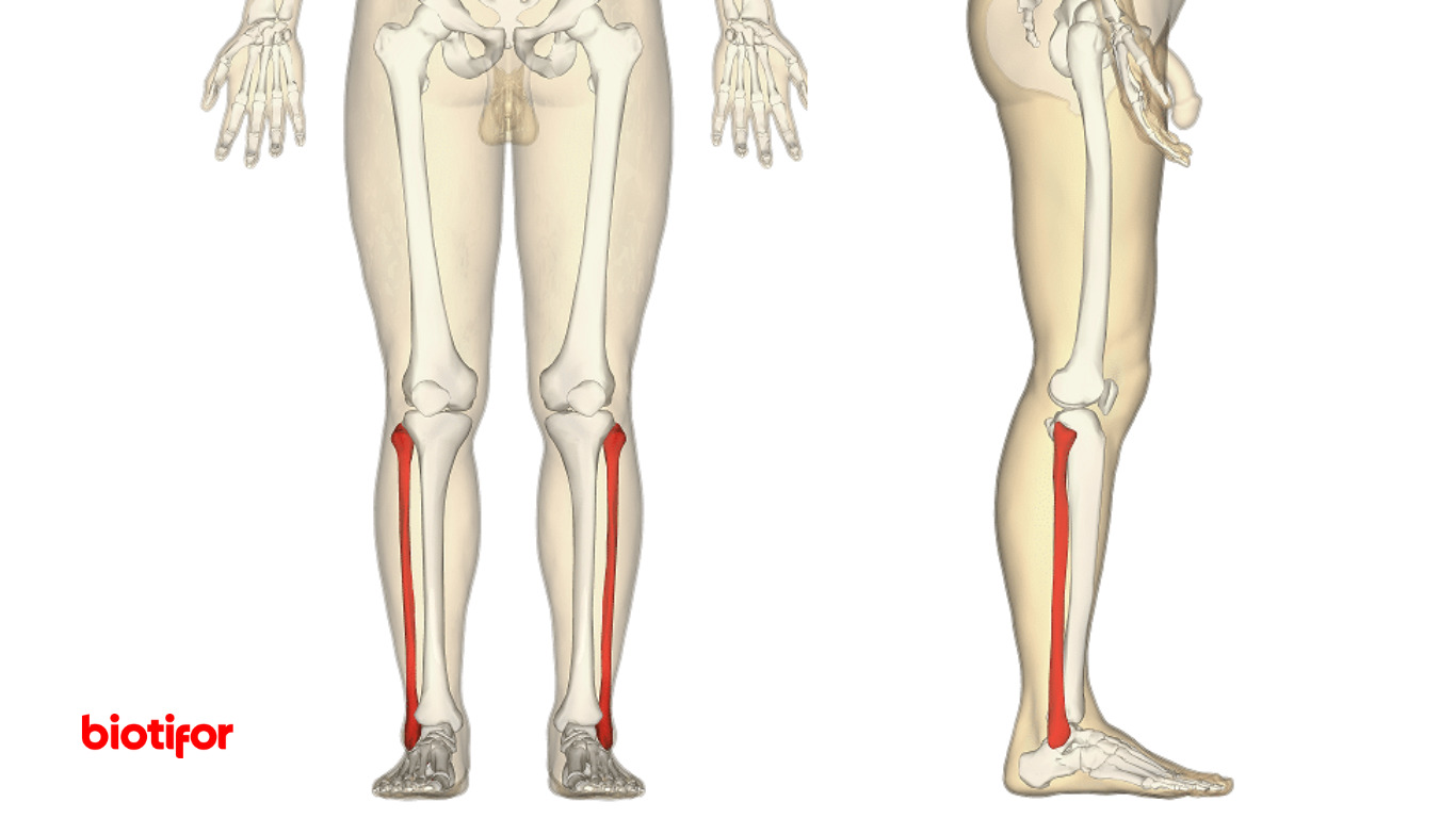 Боли в берцовой кости спереди. Болит кость в ноге ниже колена. Человеческая нога от икр до ступни с костями. Надкостница большеберцовой кости болит. Нагрузочный периостит правой большеберцовой кости.