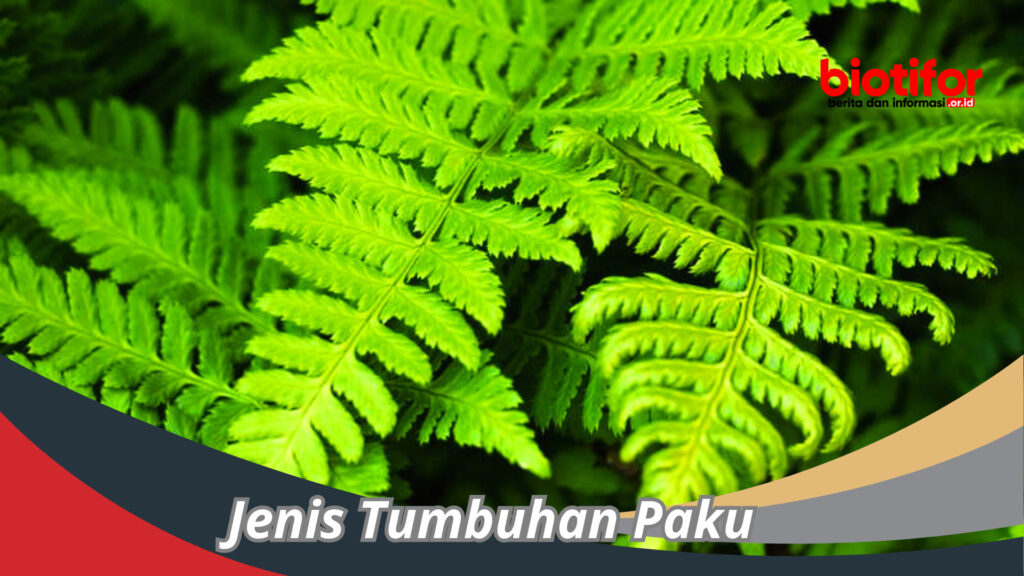 Jenis Tumbuhan Paku - Peran Penting Dalam Ekosistem - Biotifor