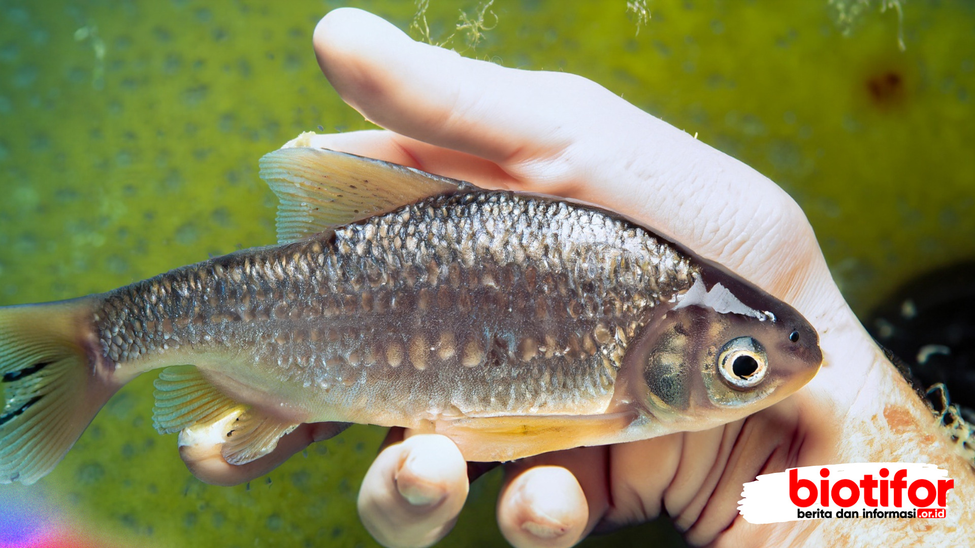 Penyebab Ikan Berjamur