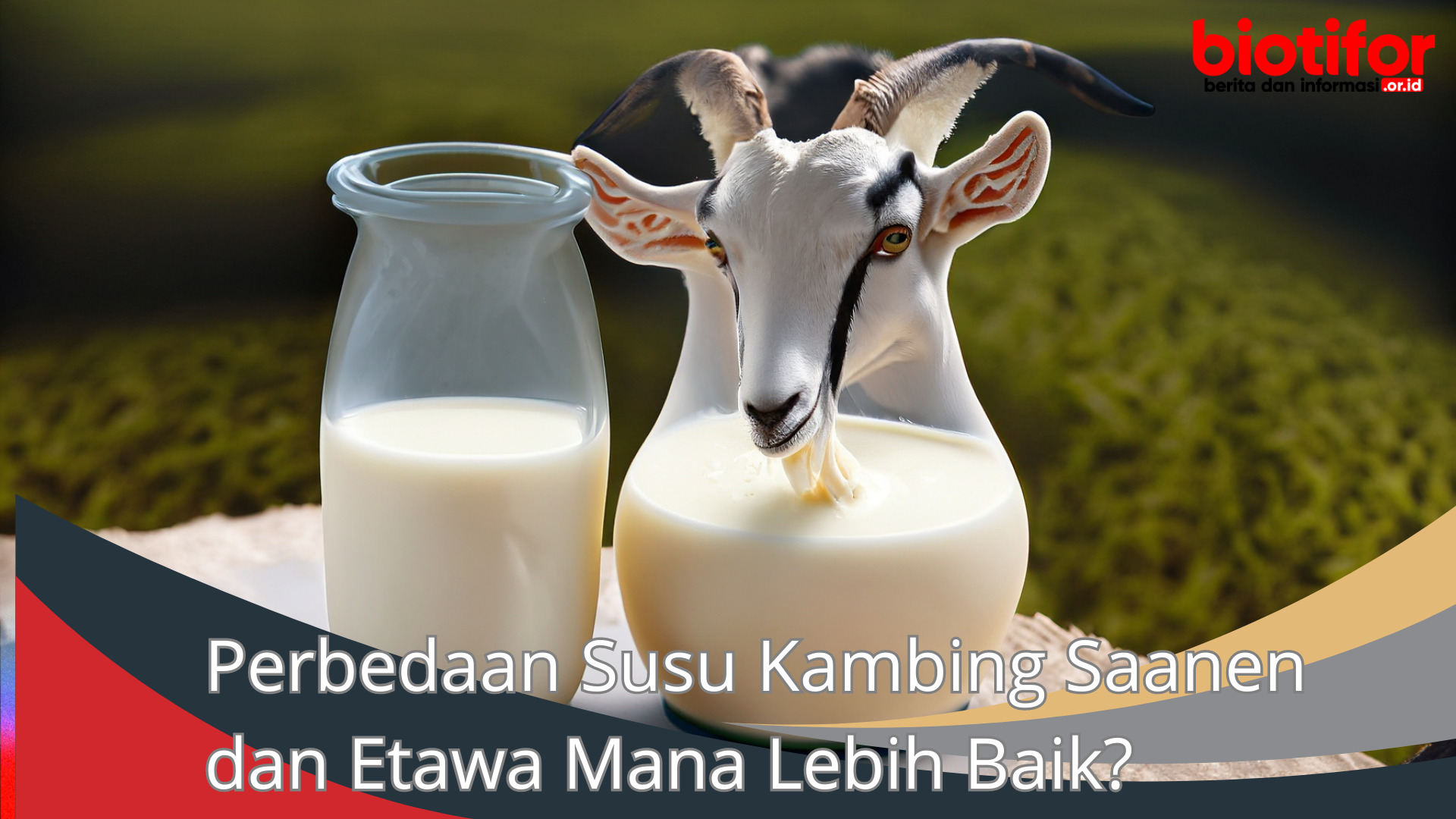 Perbedaan Susu Kambing Saanen dan Etawa Mana Lebih Baik?