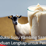 Produksi Susu Kambing Saanen