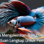 Cara Mengawinkan Ikan Cupang