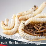 Cara Budidaya Maggot