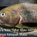 Cara Ikan Tidur