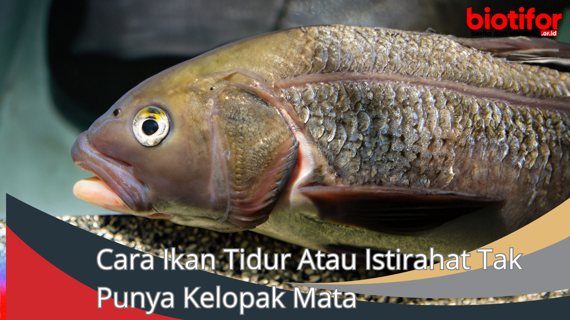 Cara Ikan Tidur