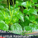 Manfaat Daun Suruhan