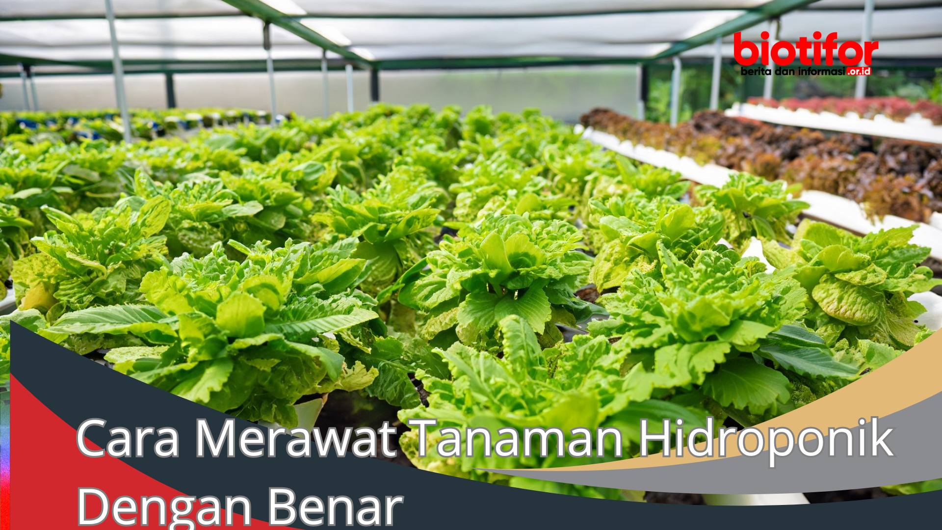 Cara Merawat Tanaman Hidroponik