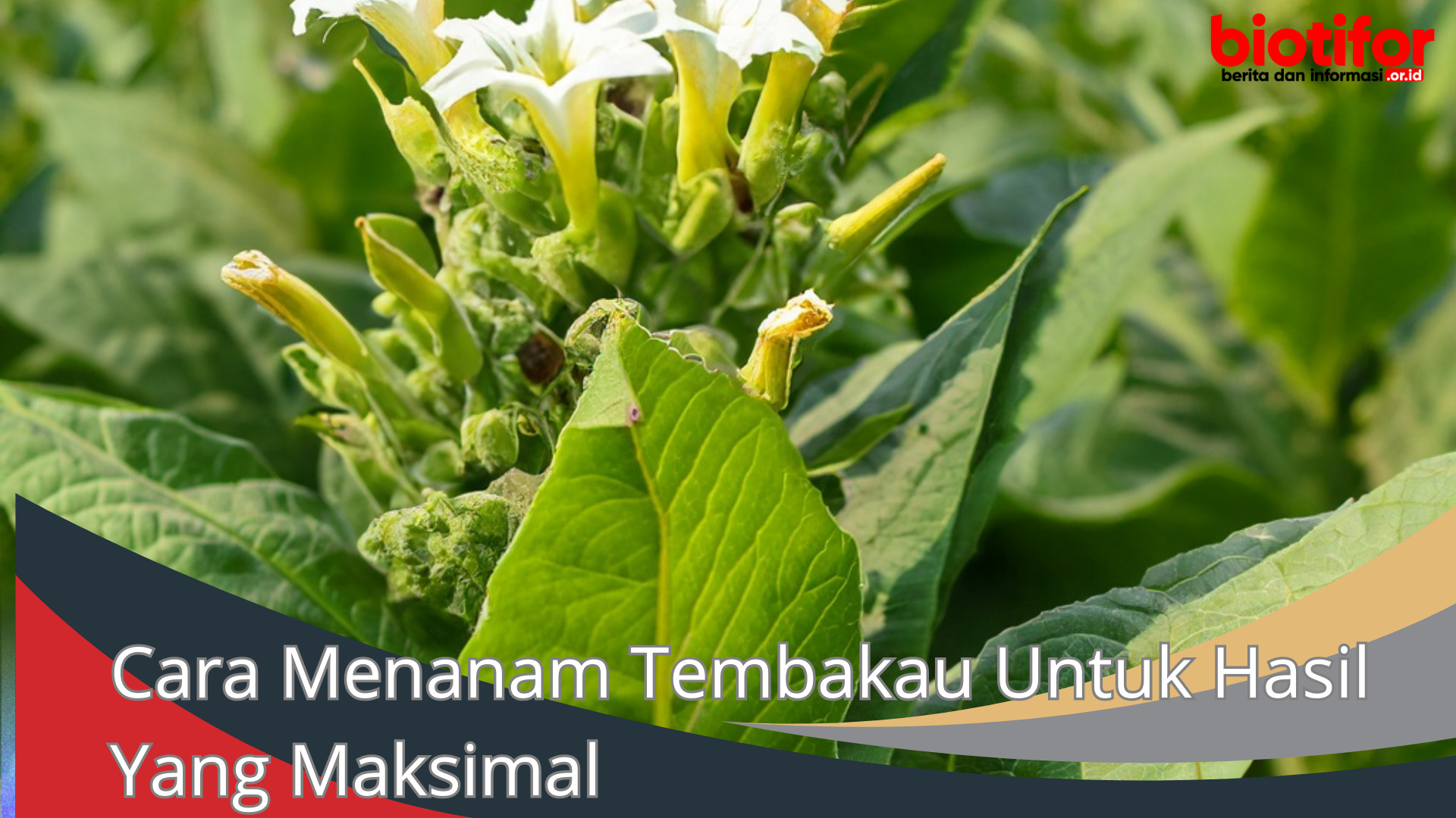 Cara Menanam Tembakau Untuk Hasil Yang Maksimal