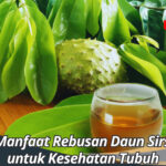 Manfaat Rebusan Daun