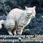 Cara mengusir kucing agar tidak berak sembarangan