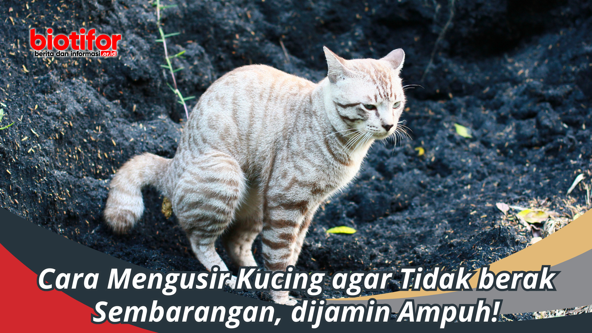 Cara Mengusir Kucing agar Tidak berak Sembarangan, Ampuh!