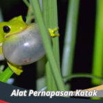 Alat Pernapasan Katak