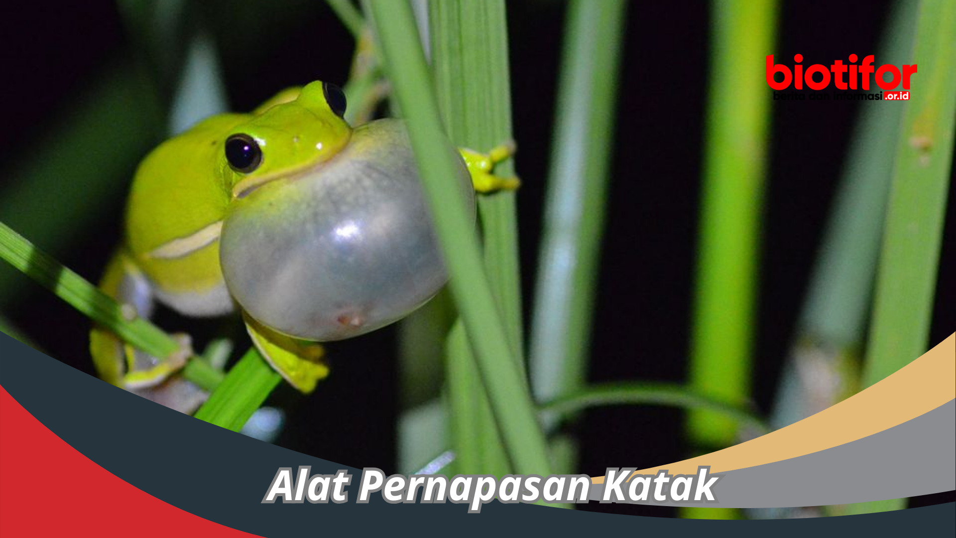 Alat Pernapasan Katak : Dualitas Pernapasan Katak