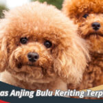 Anjing Bulu Keriting