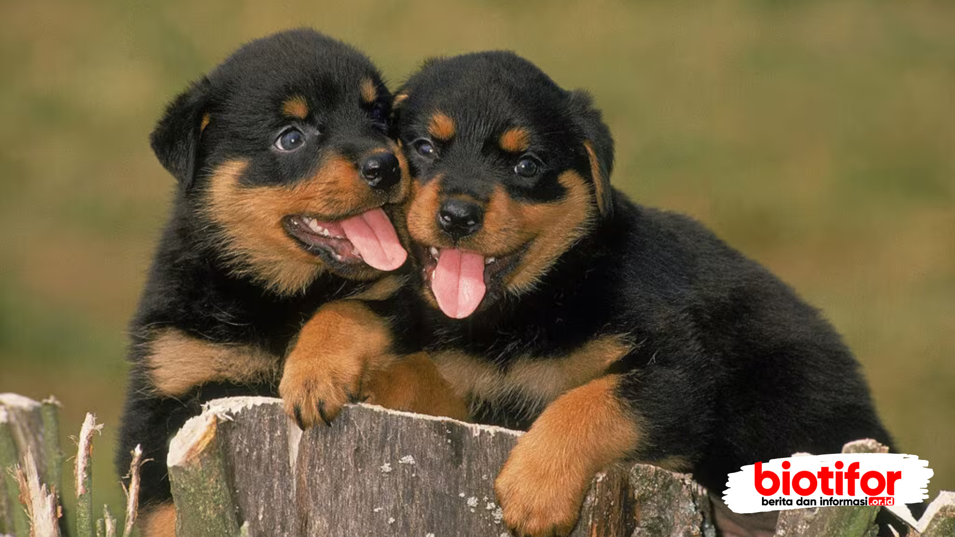 anjing rottweiler