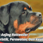 Anjing Rottweiler