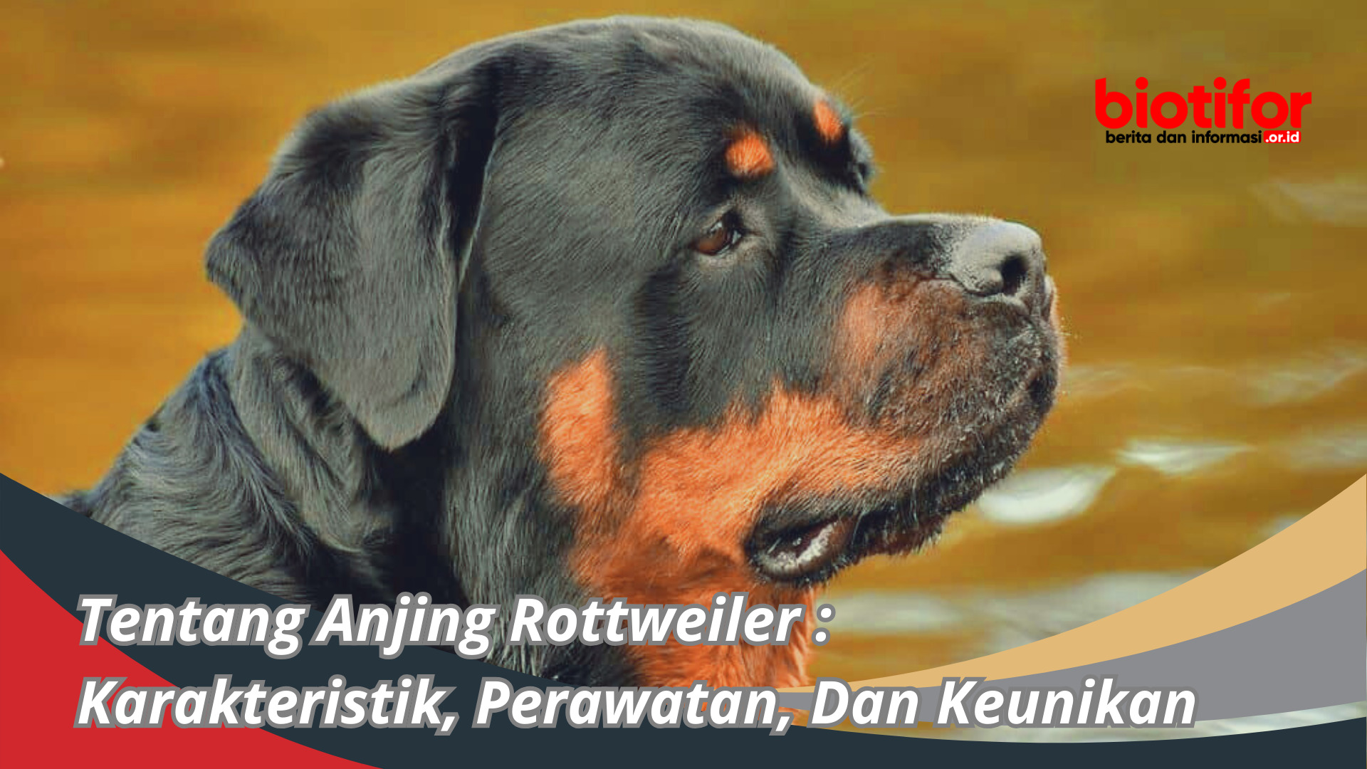 Tentang Anjing Rottweiler : Karakteristik, Perawatan, Dan Keunikan