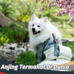 Anjing Termahal Di Dunia