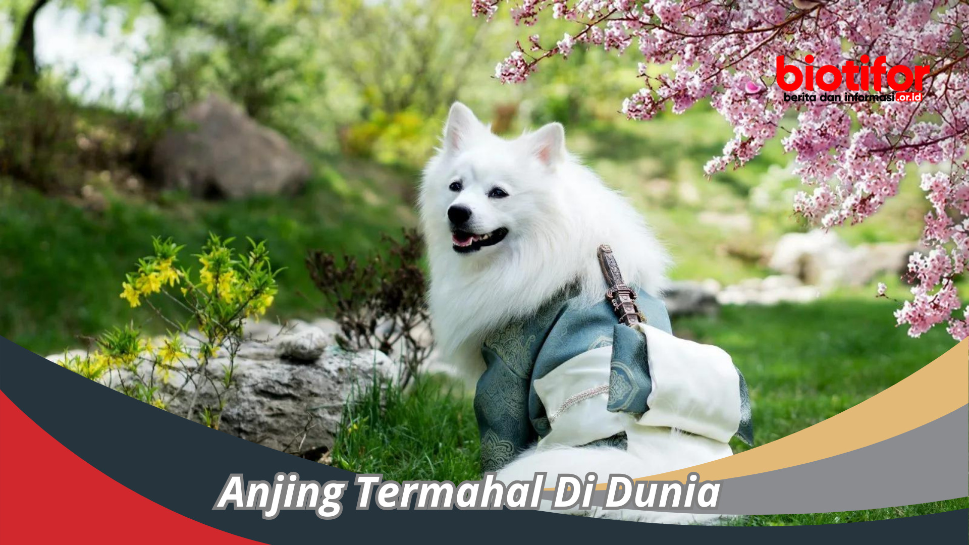 Jenis Anjing Termahal Di Dunia Yang Harganya Fantastis !